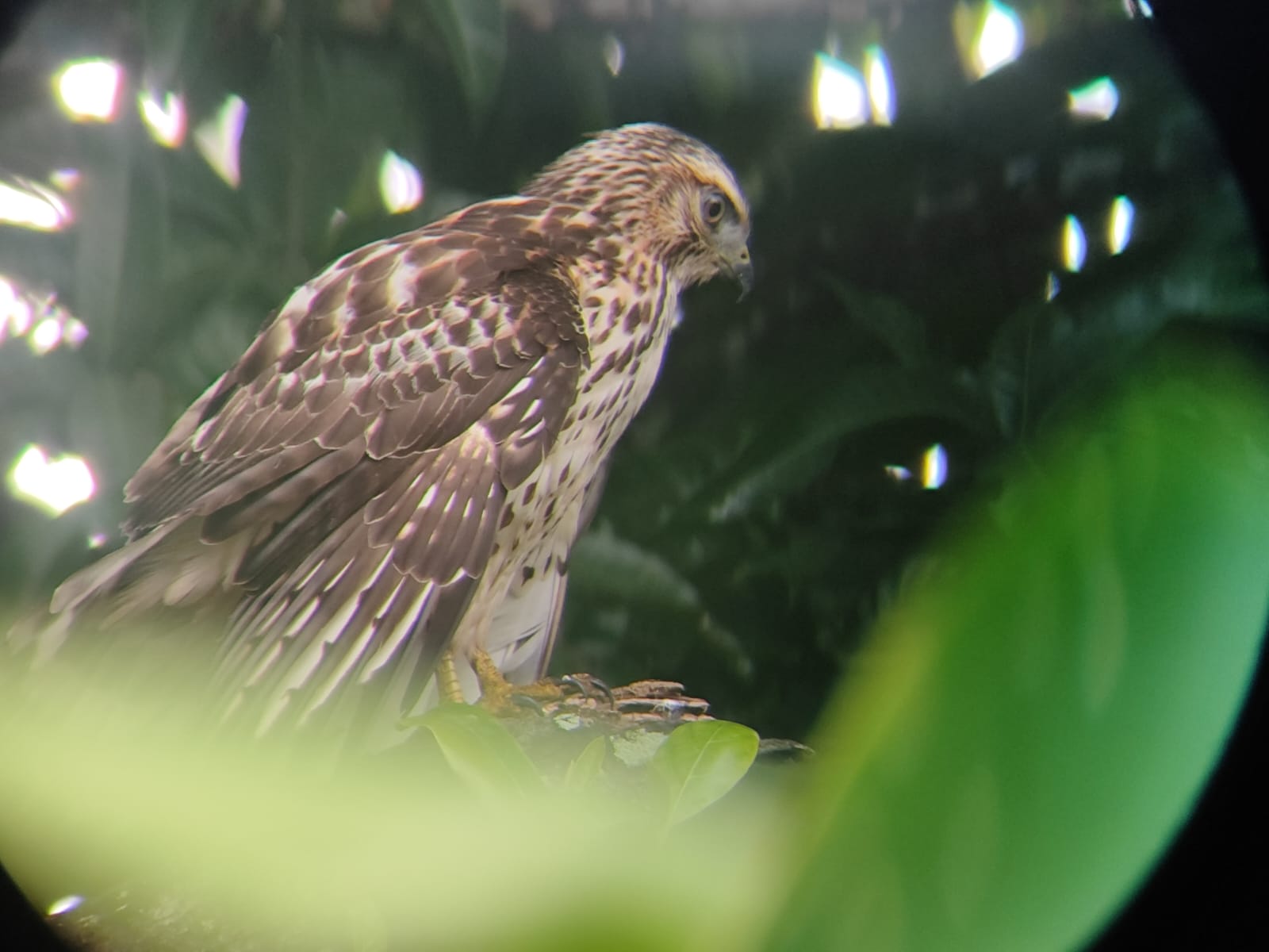 Playa paradisíaca del Caribe Sur de Costa Rica con palmeras y arena dorada
