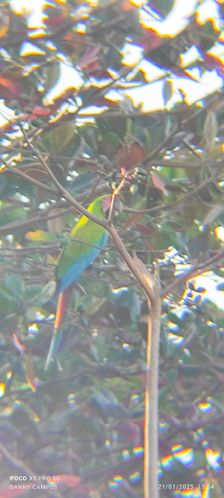 Caribbean Traditions