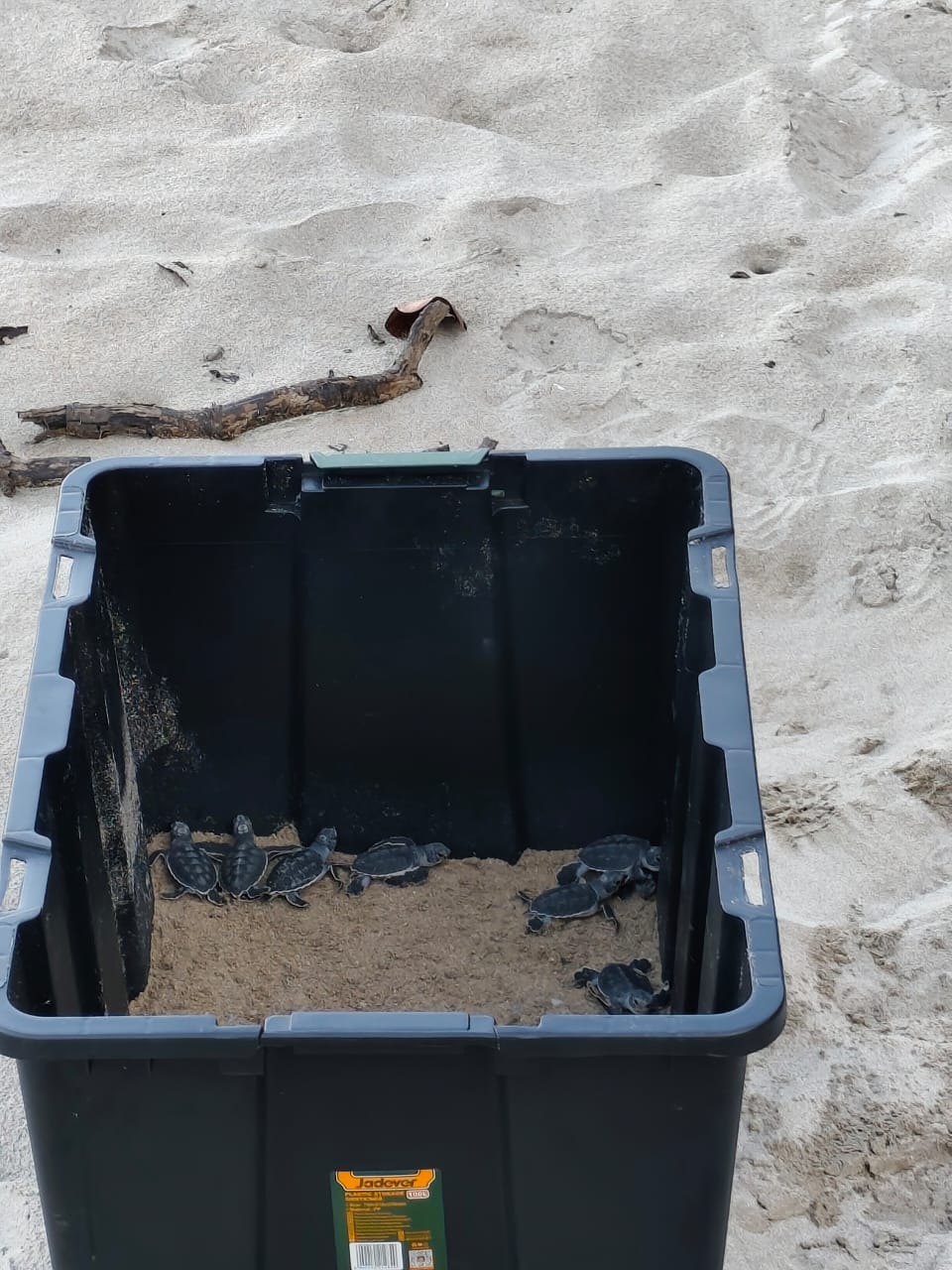 Caribbean Traditions Tortugas