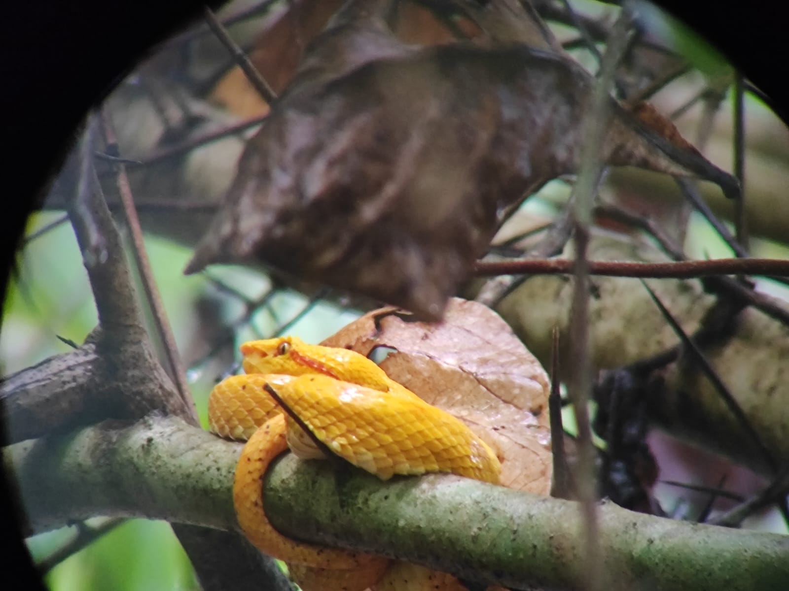 Atardecer tropical en las playas del Caribe Sur - Experiencia única en Costa Rica